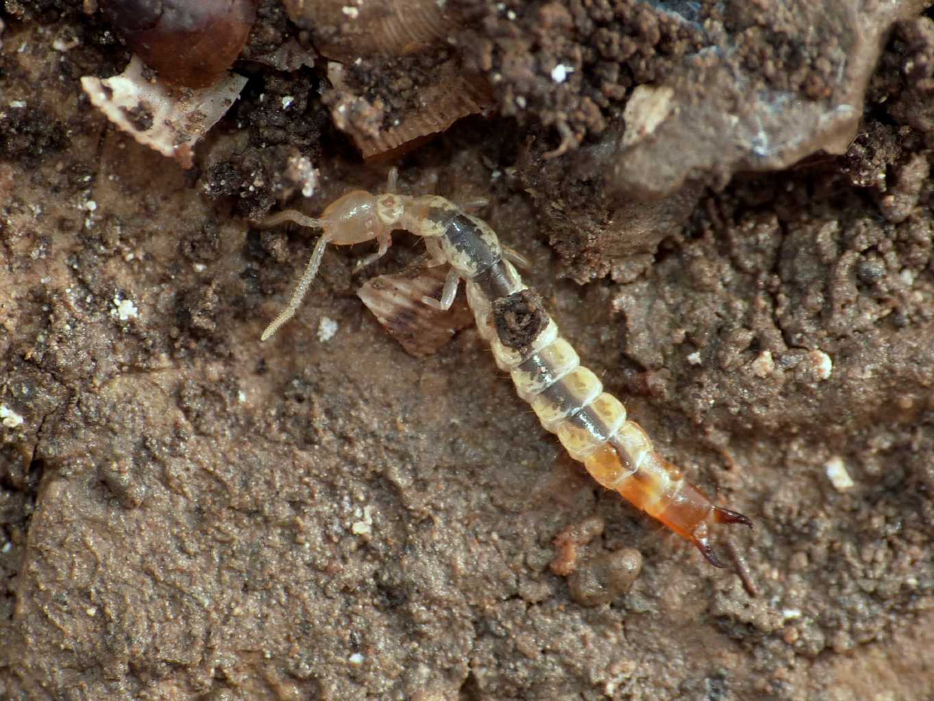 Dipluro Japygidae:  Japix sp. - Tolfa (RM)